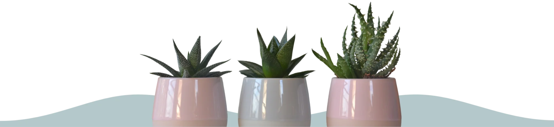 Three small succulent plants in pink and white ceramic pots are neatly arranged in a row.