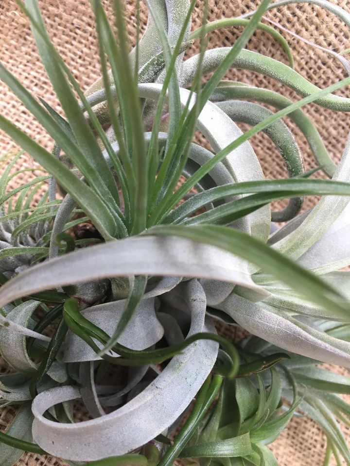 Tillandsias