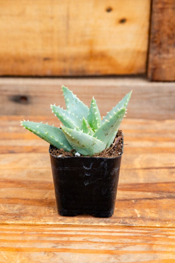 Aloe brevifolia 'Blue aloe'