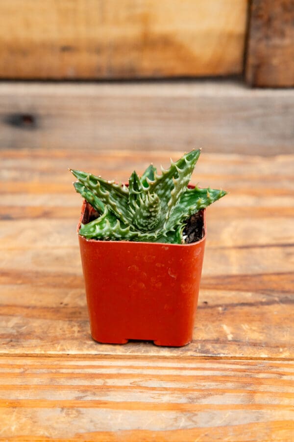 Aloe juvenal 'Tiger Tooth Aloe'