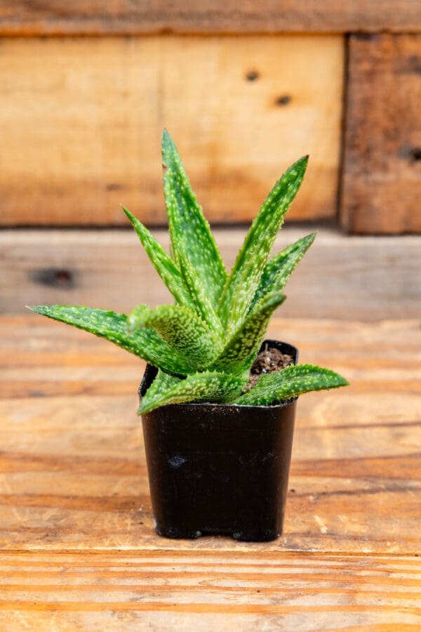 Gasteraloe 'Green Gold'