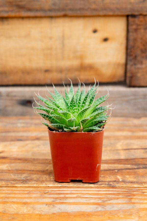 Aloe Aristata 'Lace Aloe'