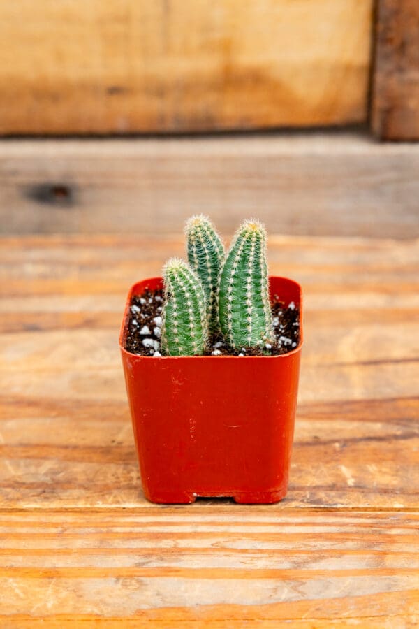 Echinopsis chamaecereus 'Peanut Cactus'