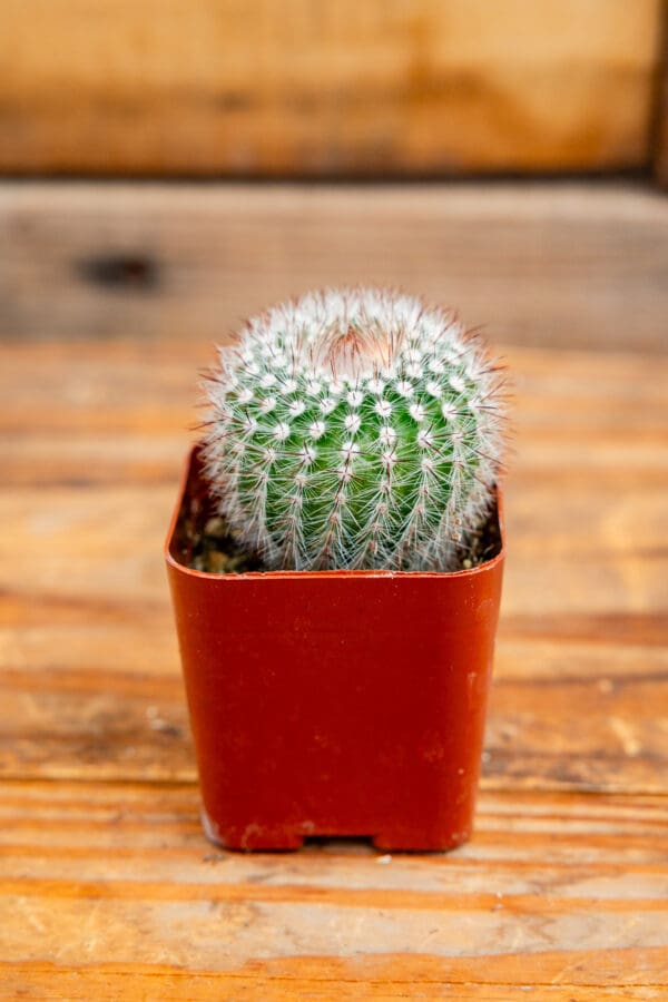 Notocactus scopa 'Silver Ball Cactus'