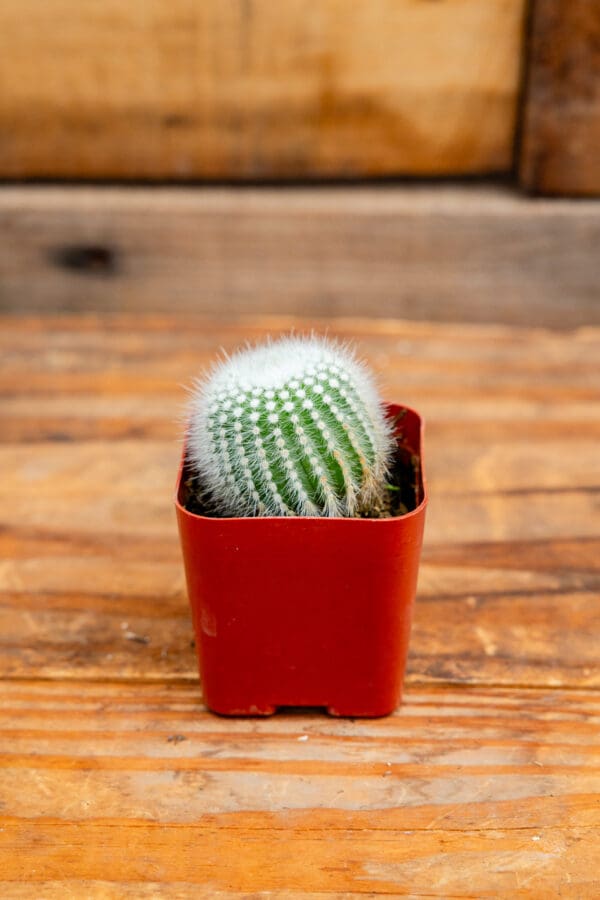 Notocactus scopa var. albispinus