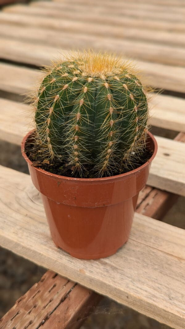 Parodia magnifica ‘Balloon Cactus’