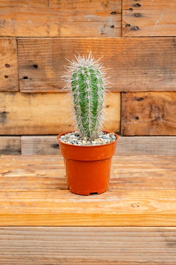 Pachycereus pringlei 'Mexican Giant Cactus'