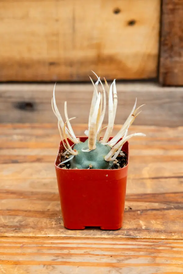 Tephrocactus articulatus var. papyrananthus 'Paper Spine Cactus'