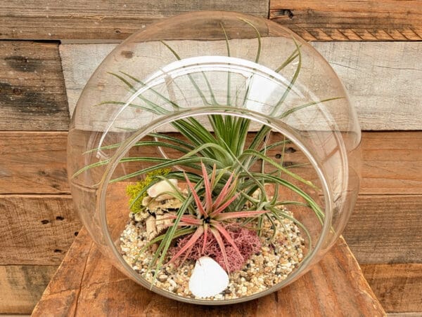 6” Double Sided Bubble Terrarium