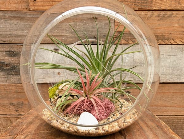 6” Double Sided Bubble Terrarium - Image 2