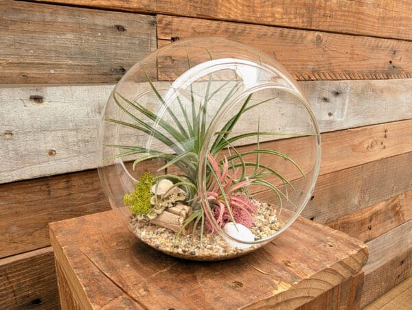 6” Double Sided Bubble Terrarium - Image 3