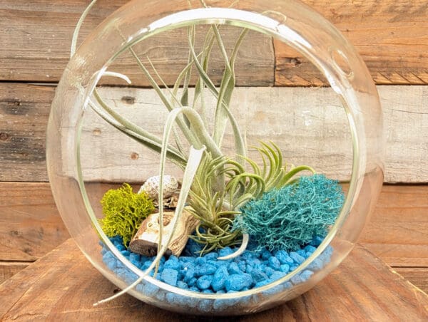 5" Hanging Globe Terrarium - Image 2