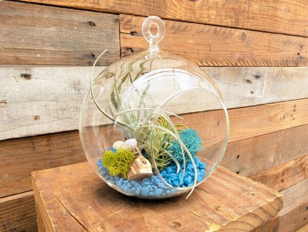 5" Hanging Globe Terrarium - Image 3