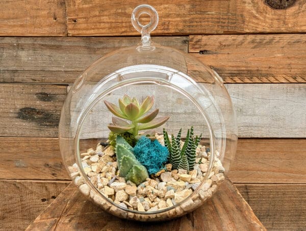 6" Hanging Globe Terrarium