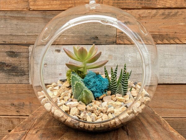 6" Hanging Globe Terrarium - Image 2