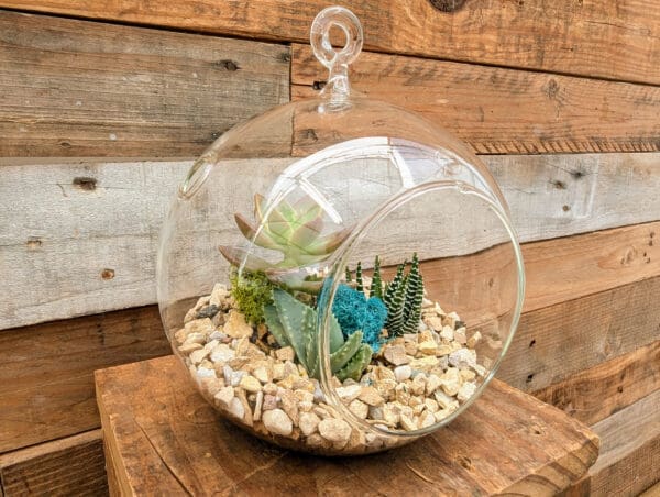 6" Hanging Globe Terrarium - Image 3