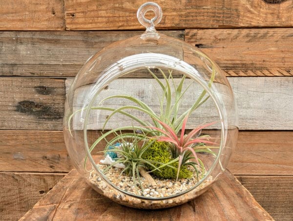 6" Hanging Globe Terrarium - Image 4