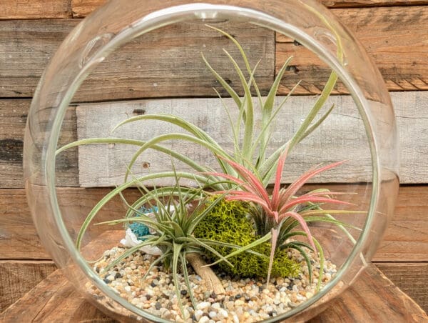 6" Hanging Globe Terrarium - Image 5