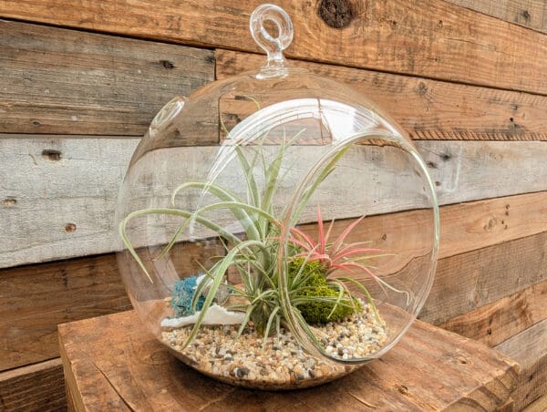 6" Hanging Globe Terrarium - Image 6