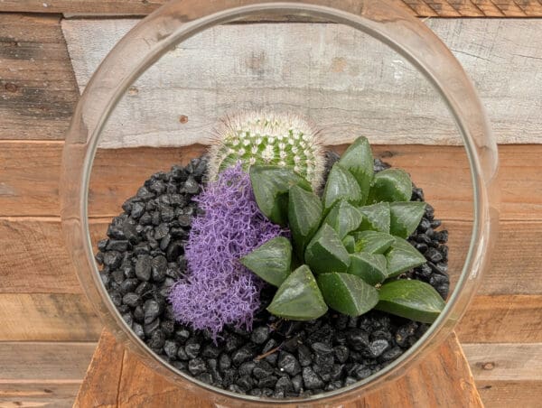 5" Pedestal Terrarium - Image 2