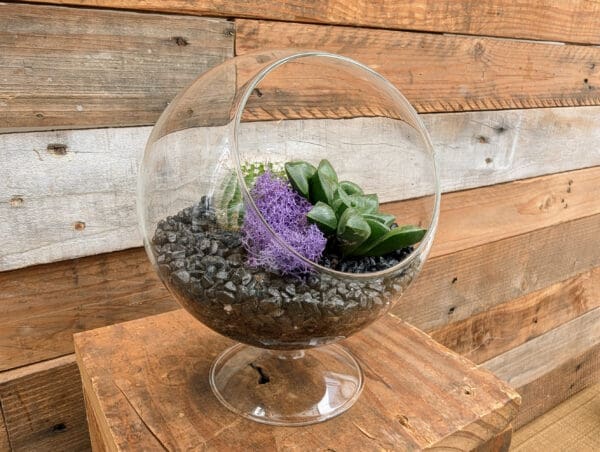 5" Pedestal Terrarium - Image 3