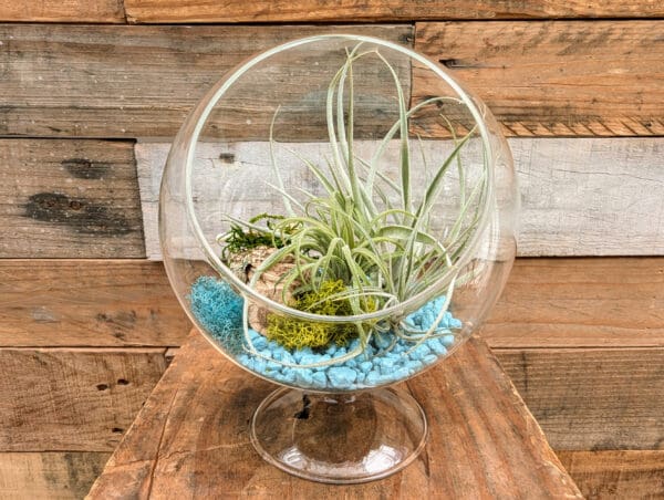 5" Pedestal Terrarium - Image 4