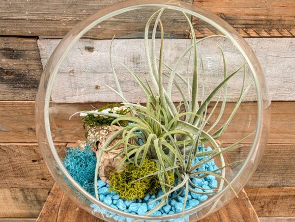 5" Pedestal Terrarium - Image 5