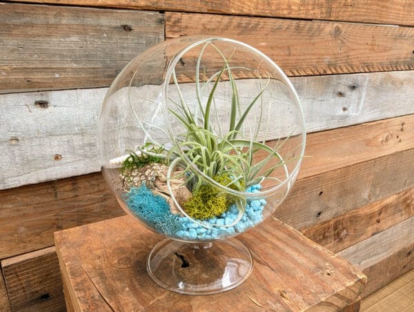 5" Pedestal Terrarium - Image 6