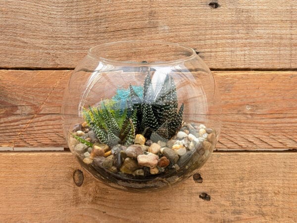 5" Wall Pocket Terrarium