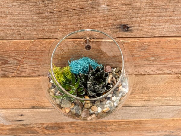 5" Wall Pocket Terrarium - Image 2