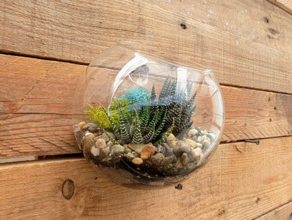 5" Wall Pocket Terrarium - Image 3