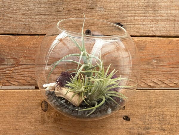 5" Wall Pocket Terrarium - Image 4