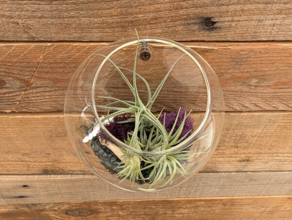 5" Wall Pocket Terrarium - Image 5