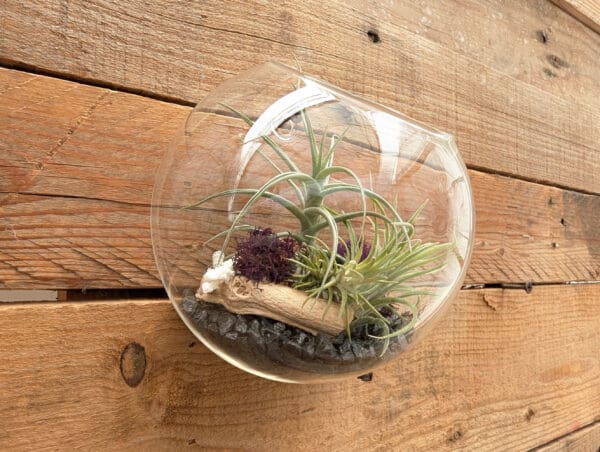 5" Wall Pocket Terrarium - Image 6