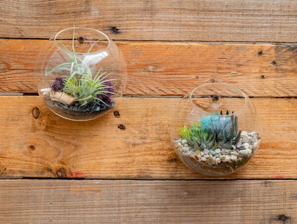 5" Wall Pocket Terrarium - Image 7