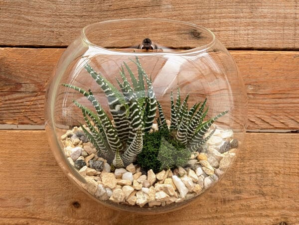 6" Wall Pocket Terrarium