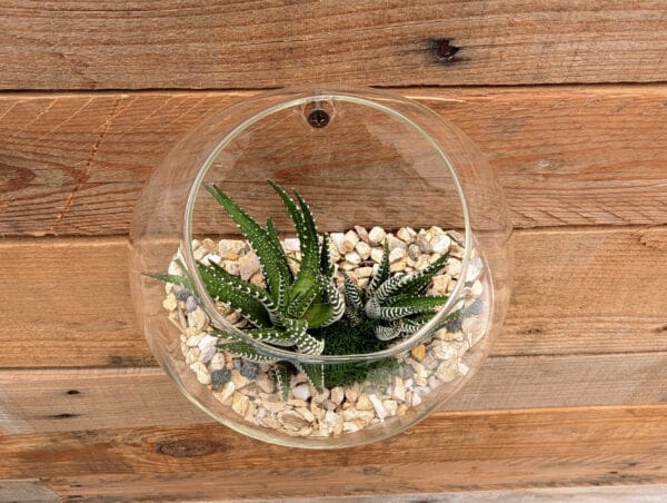 6" Wall Pocket Terrarium - Image 2