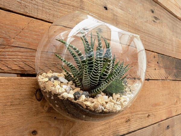 6" Wall Pocket Terrarium - Image 3