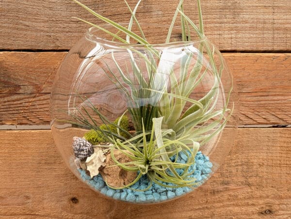 6" Wall Pocket Terrarium - Image 4