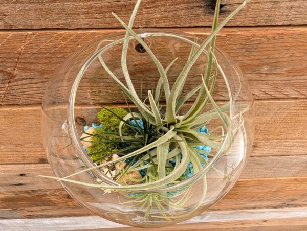 6" Wall Pocket Terrarium - Image 5