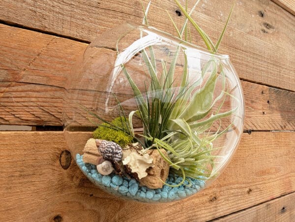 6" Wall Pocket Terrarium - Image 6