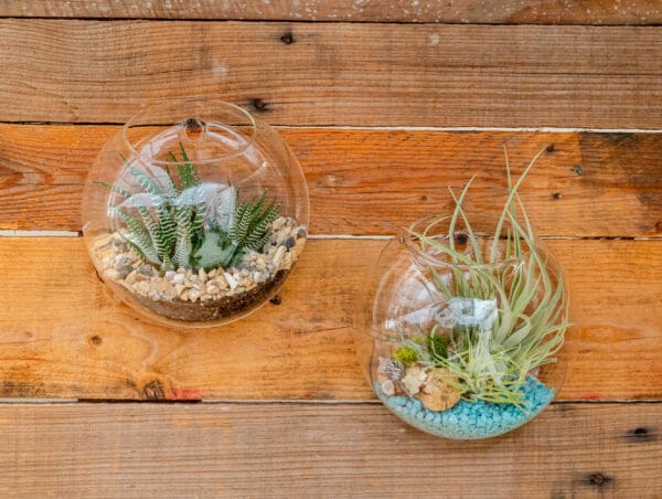 6" Wall Pocket Terrarium - Image 7