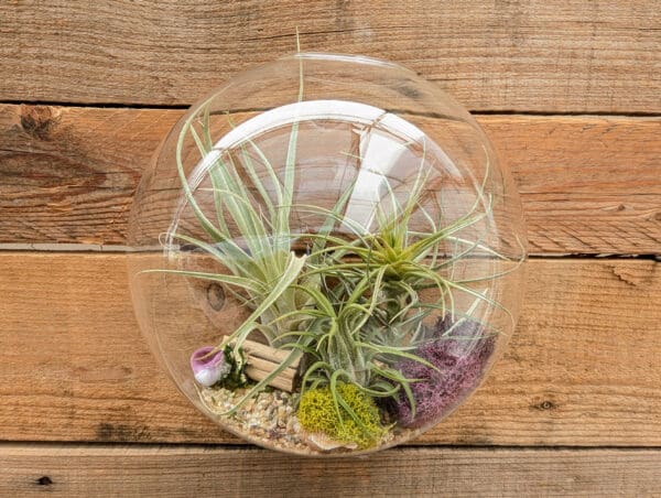 7" Wall Pocket Terrarium