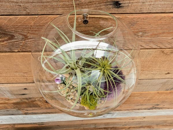 7" Wall Pocket Terrarium - Image 2