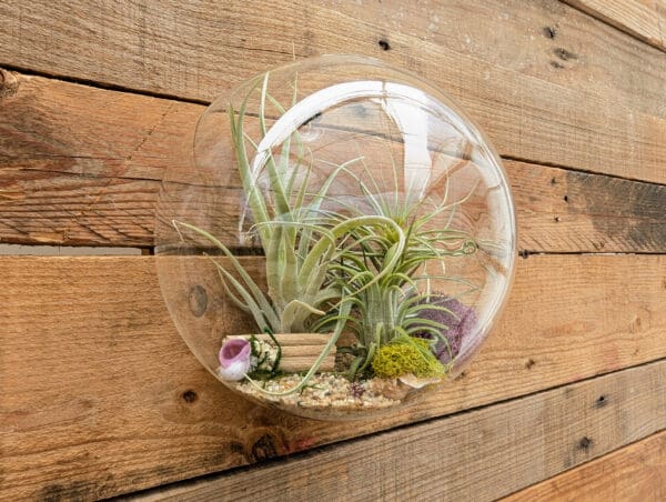 7" Wall Pocket Terrarium - Image 3