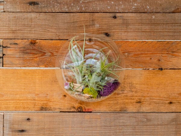 7" Wall Pocket Terrarium - Image 4