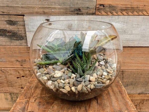 6" Bubble Terrarium