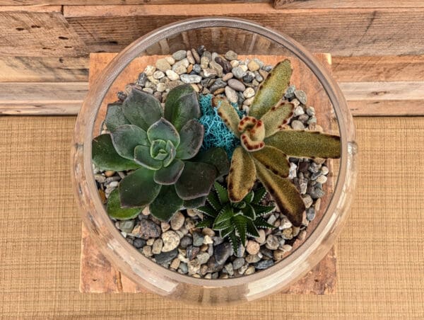 6" Bubble Terrarium - Image 2