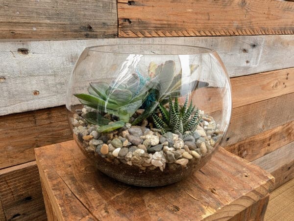 6" Bubble Terrarium - Image 3