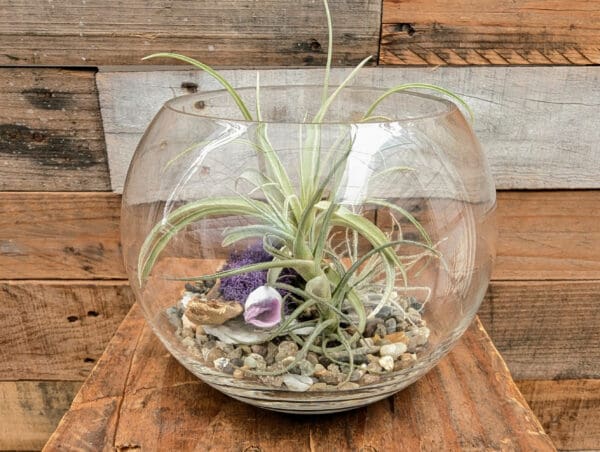 6" Bubble Terrarium - Image 4